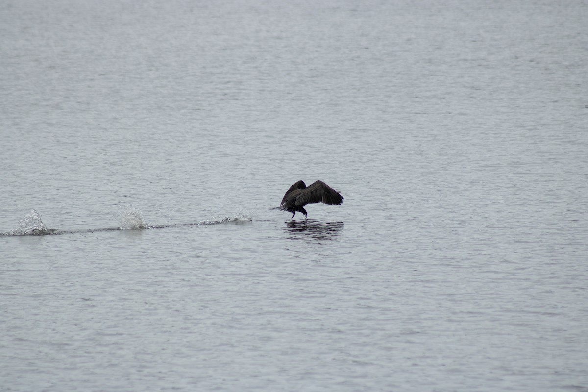 Double-crested Cormorant - ML642311012