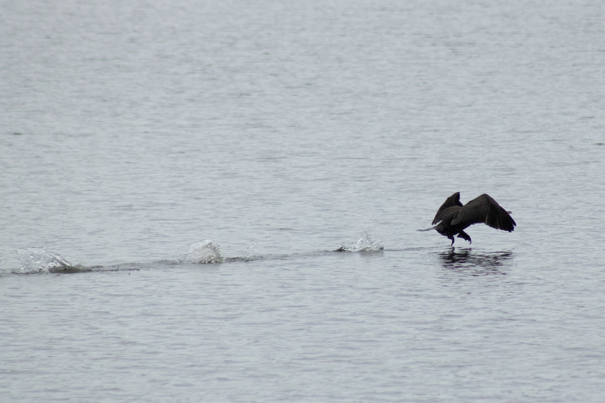 Double-crested Cormorant - ML642311014