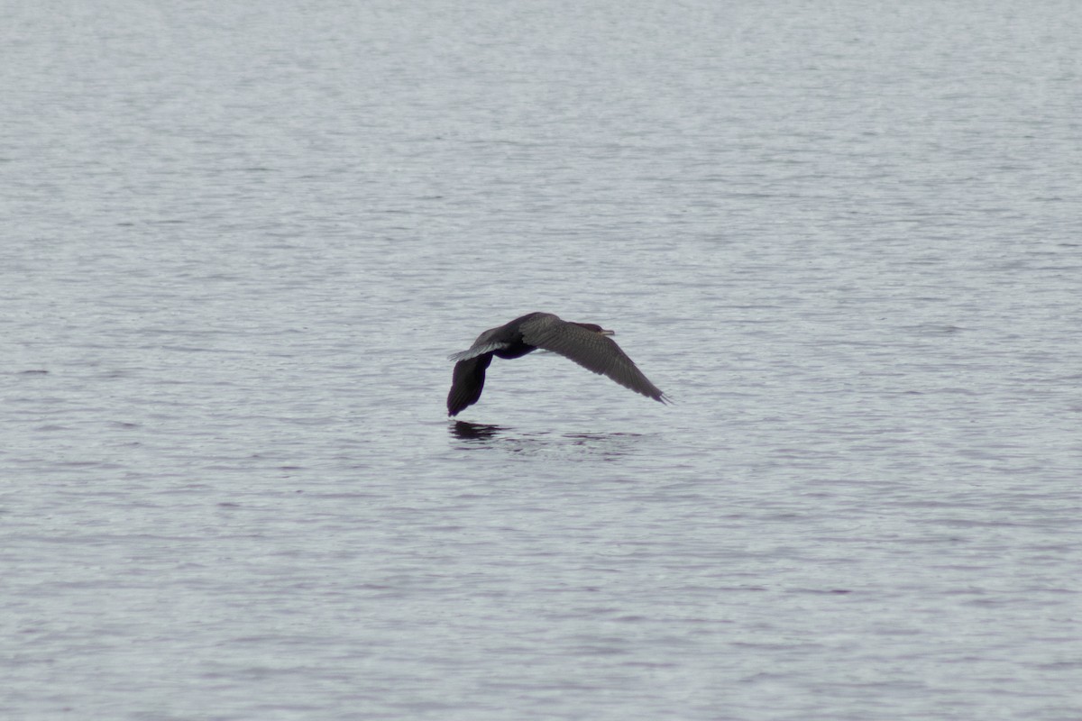 Double-crested Cormorant - ML642311015