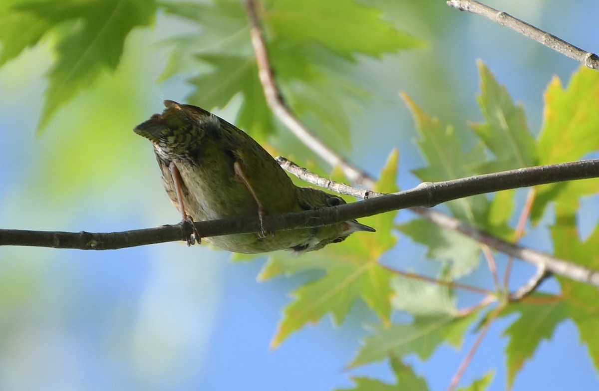 Northern House Wren - ML642311023
