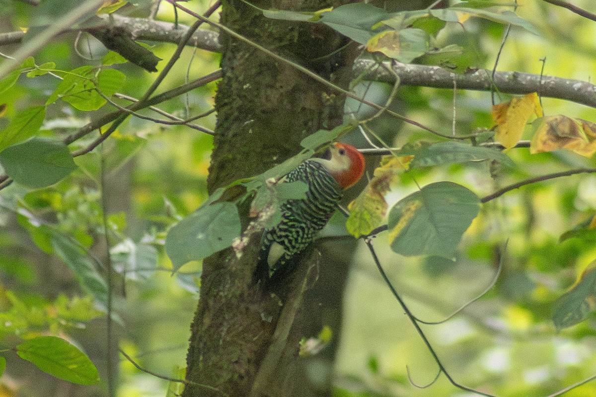 Red-bellied Woodpecker - ML642311024