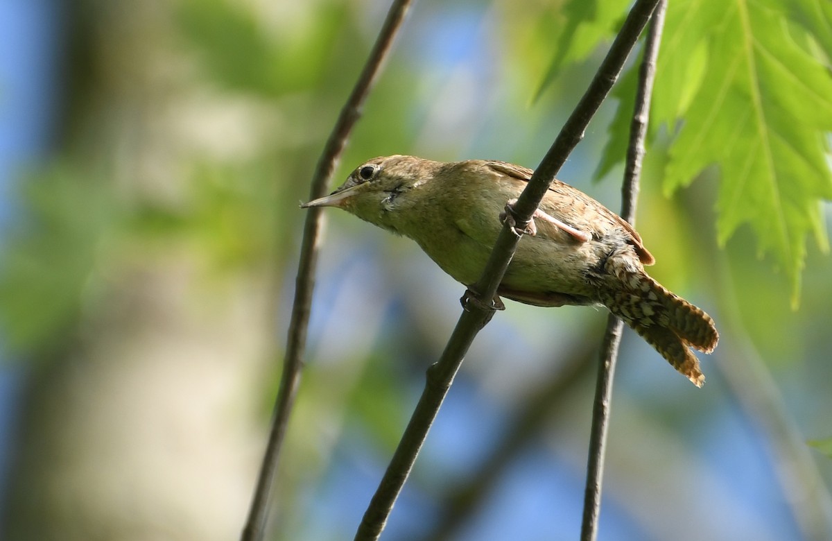 Northern House Wren - ML642311025