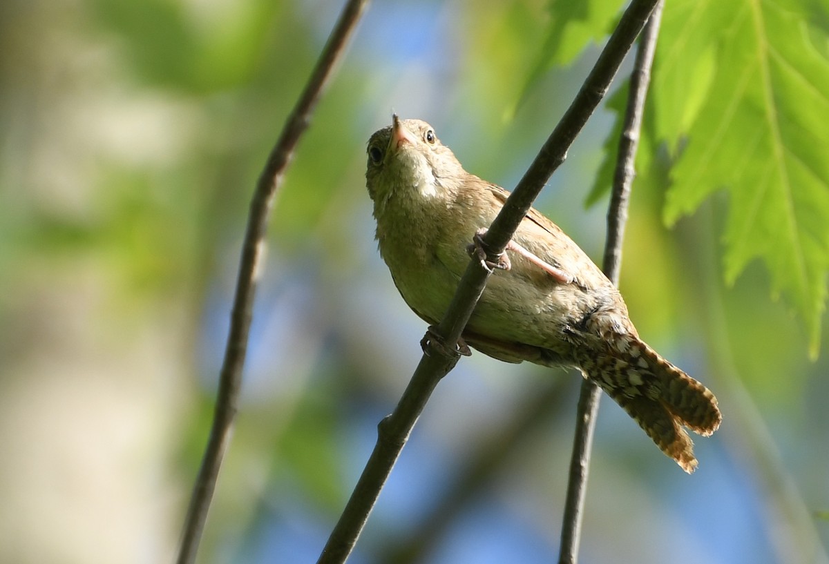 Northern House Wren - ML642311029