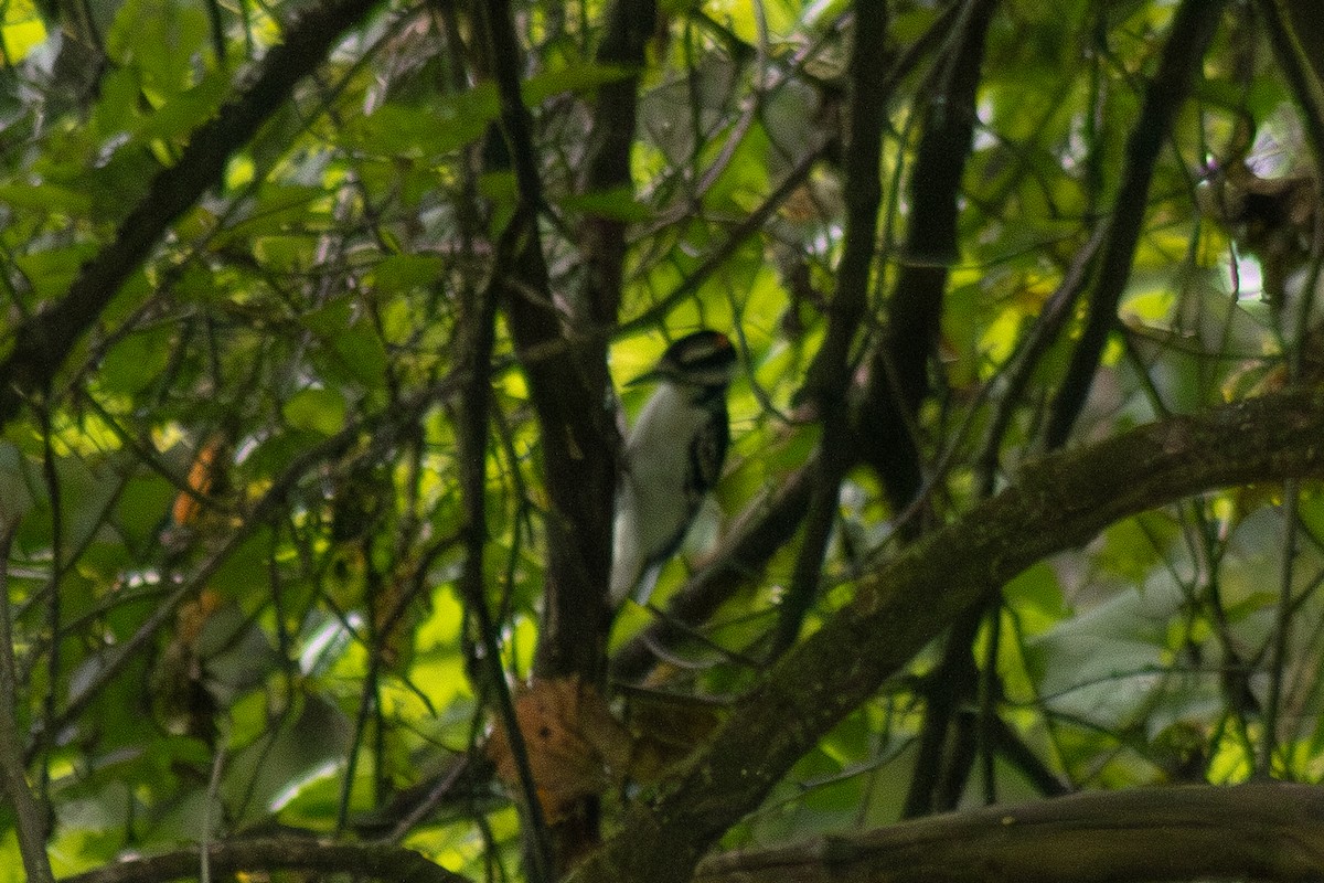 Hairy Woodpecker - ML642311031
