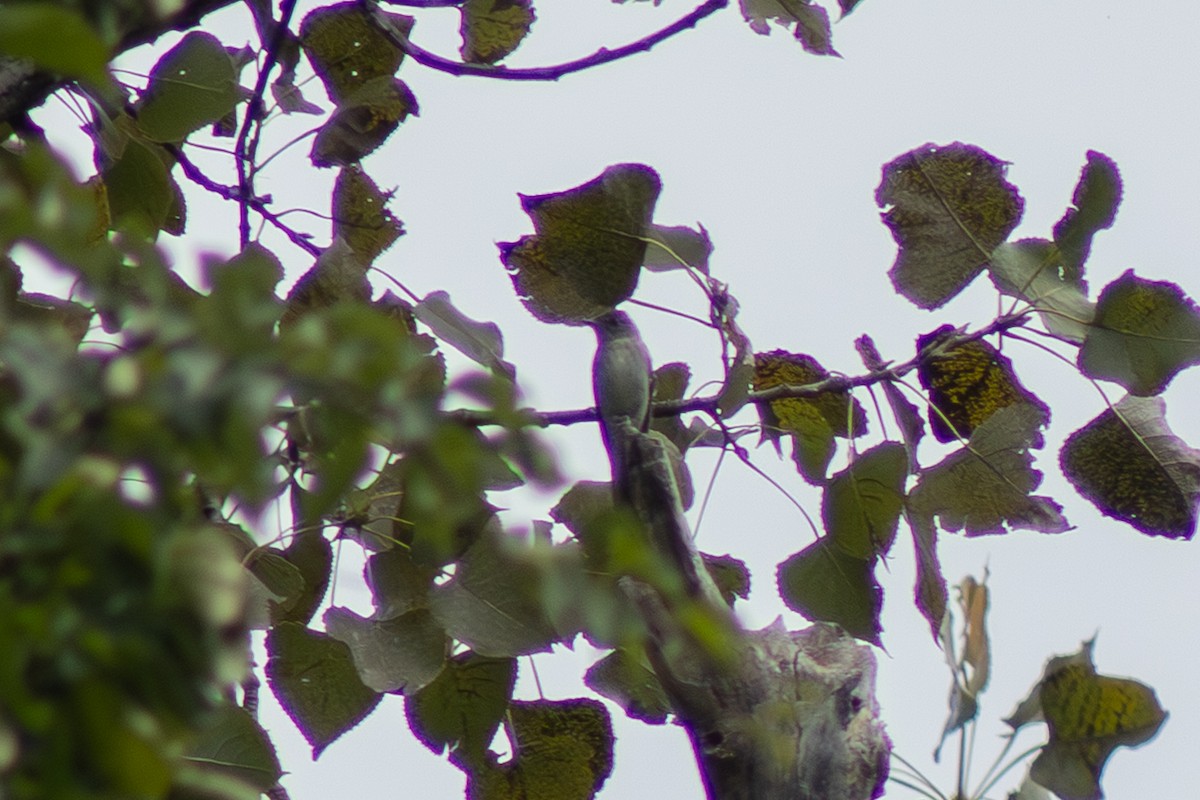 Eastern Phoebe - ML642311034