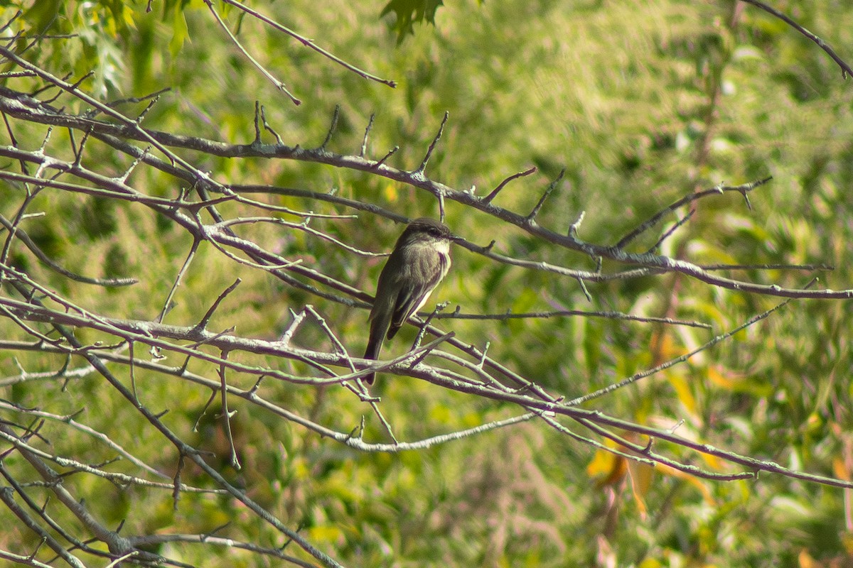 Eastern Phoebe - ML642311035