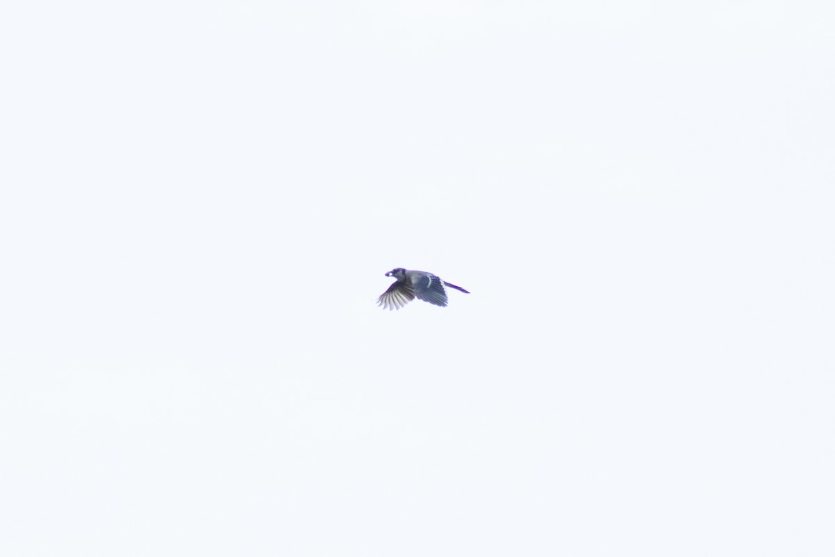 Blue Jay - ML642311039