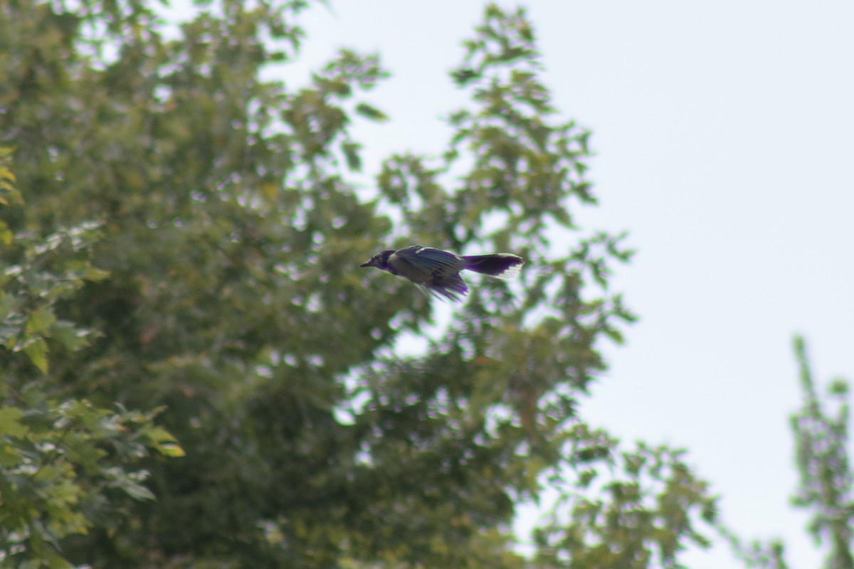 Blue Jay - ML642311040