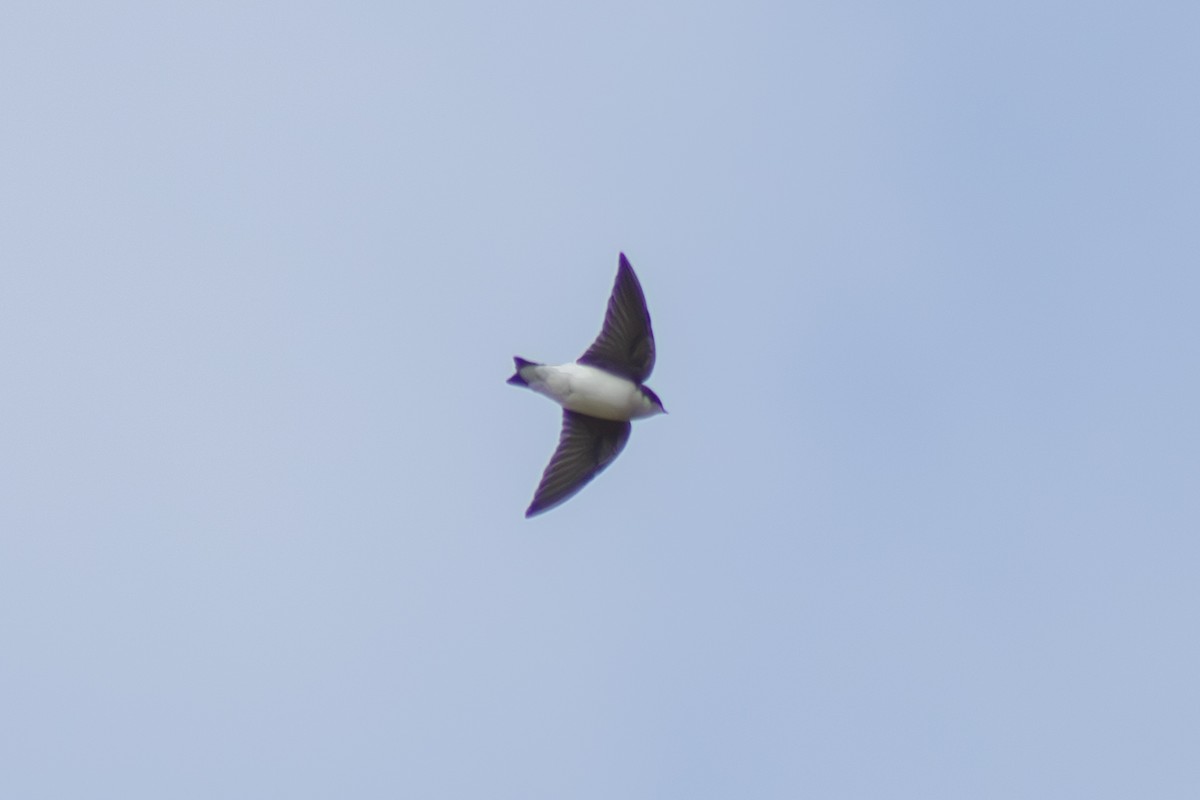 Tree Swallow - ML642311044