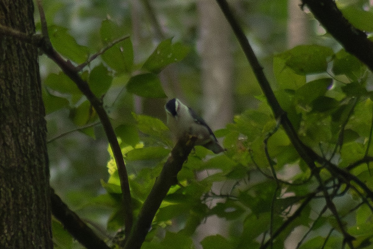 White-breasted Nuthatch - ML642311048