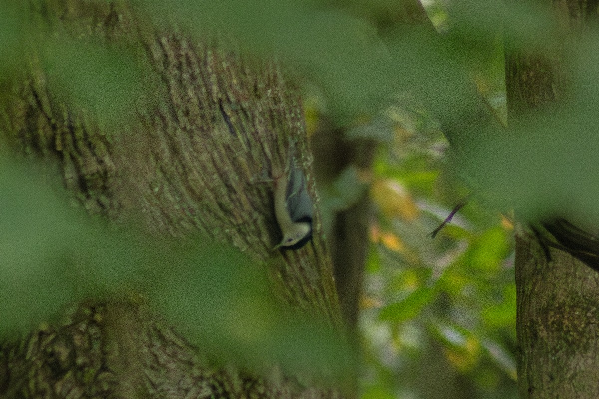 White-breasted Nuthatch - ML642311049