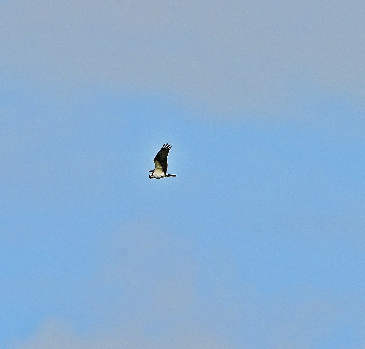 Osprey - ML642311054