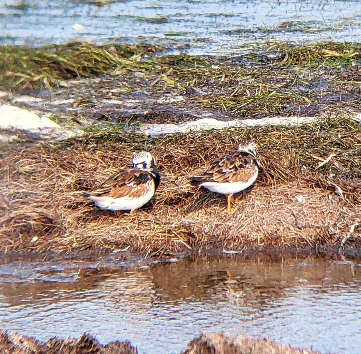 Ruddy Turnstone - ML642311059
