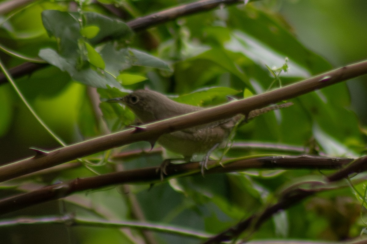 Northern House Wren - ML642311060