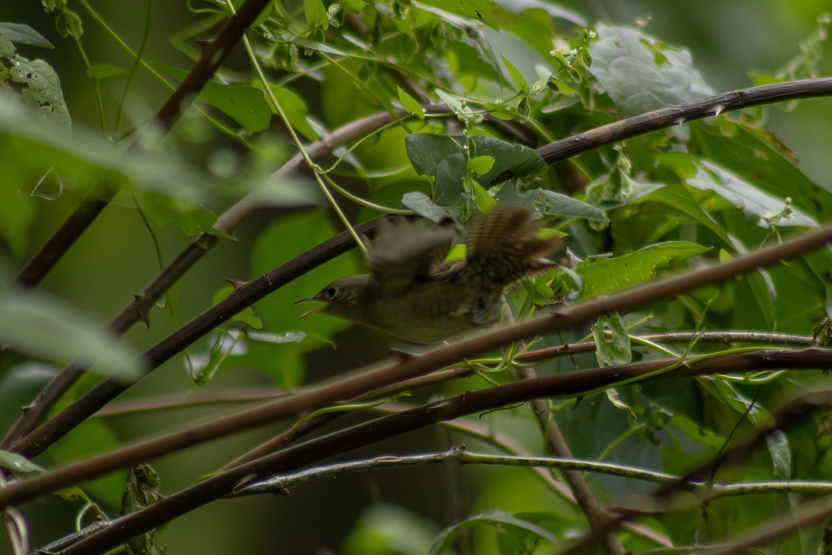Northern House Wren - ML642311062