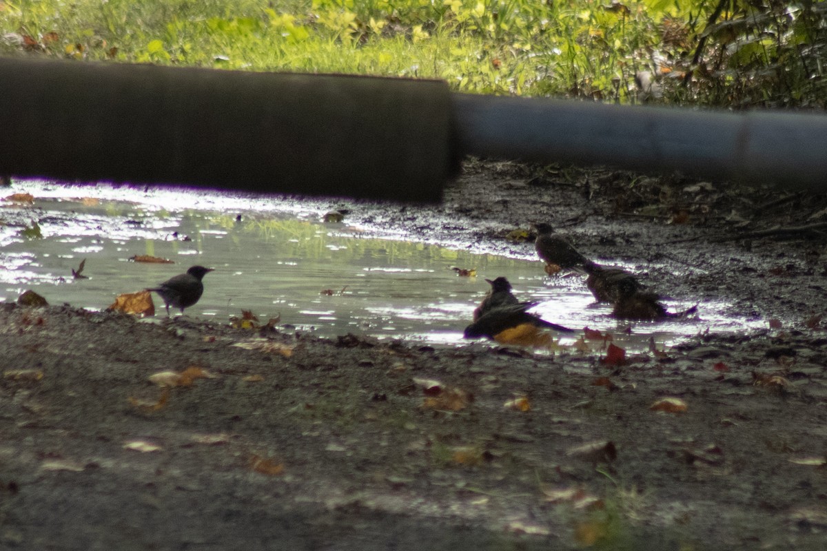 American Robin - ML642311064
