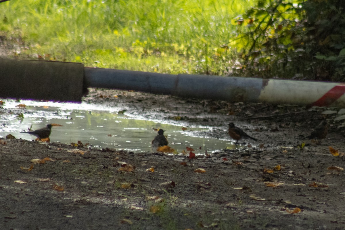 American Robin - ML642311065