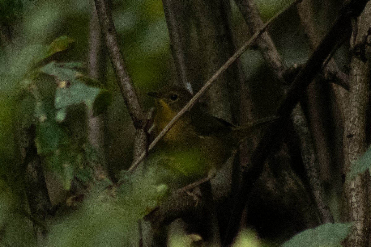 Common Yellowthroat - ML642311072