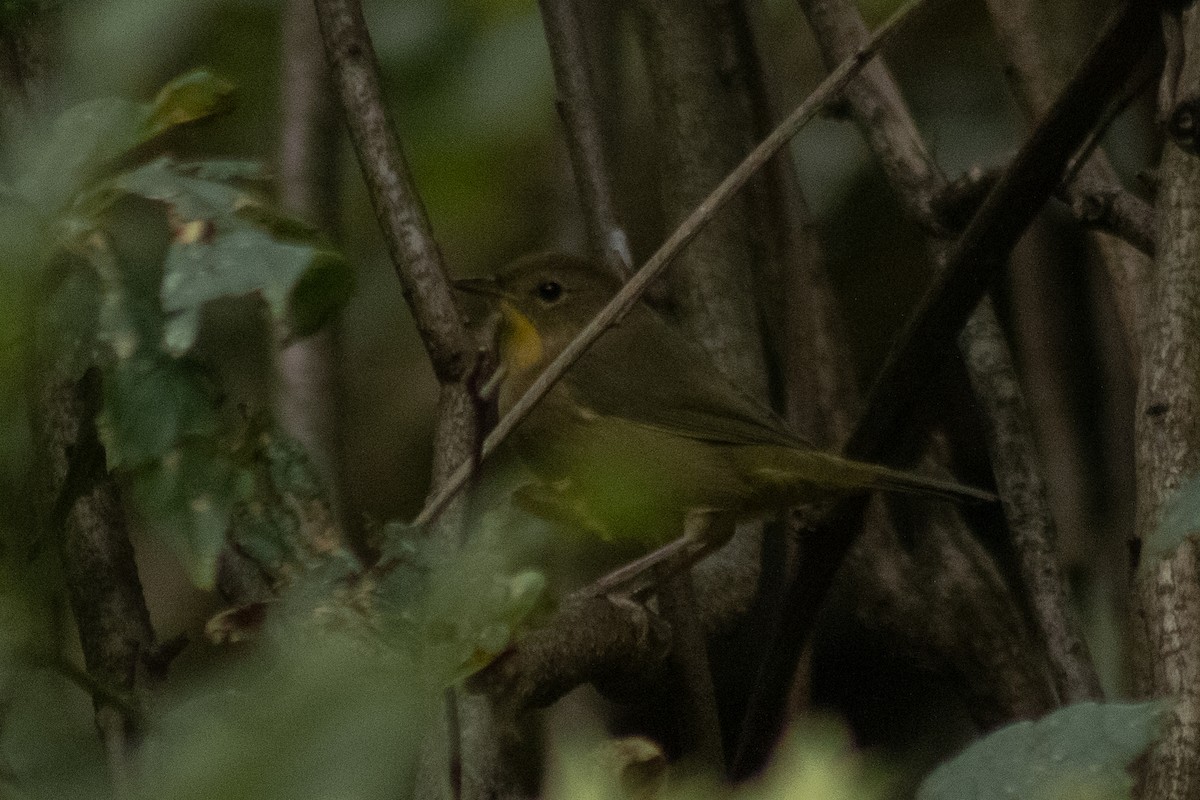 Common Yellowthroat - ML642311073