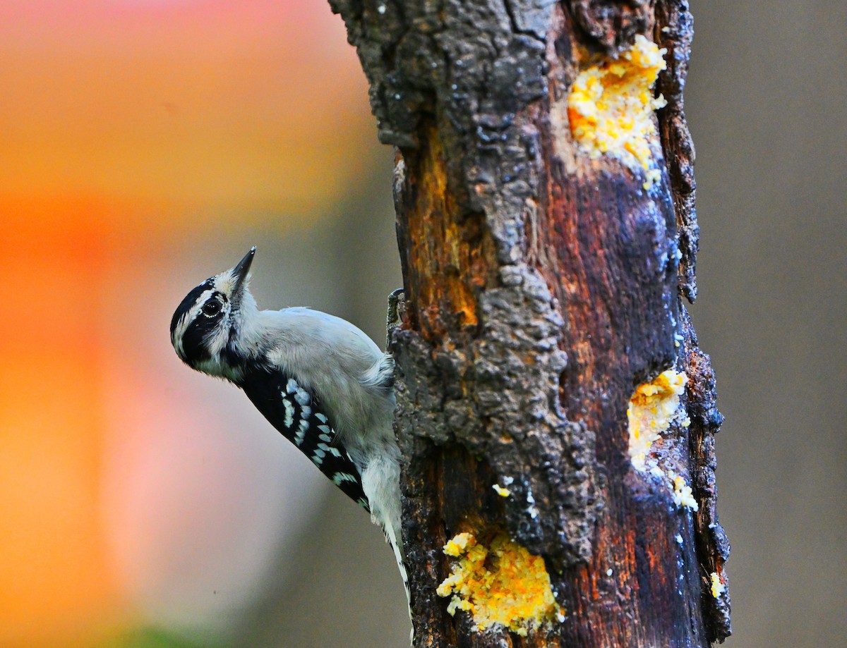 Downy Woodpecker - ML642311083