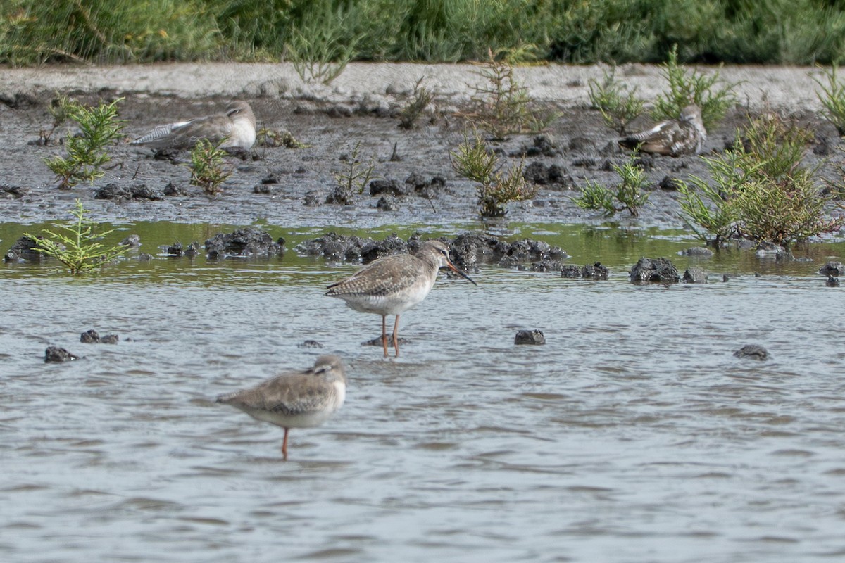 Dunkelwasserläufer - ML642311085
