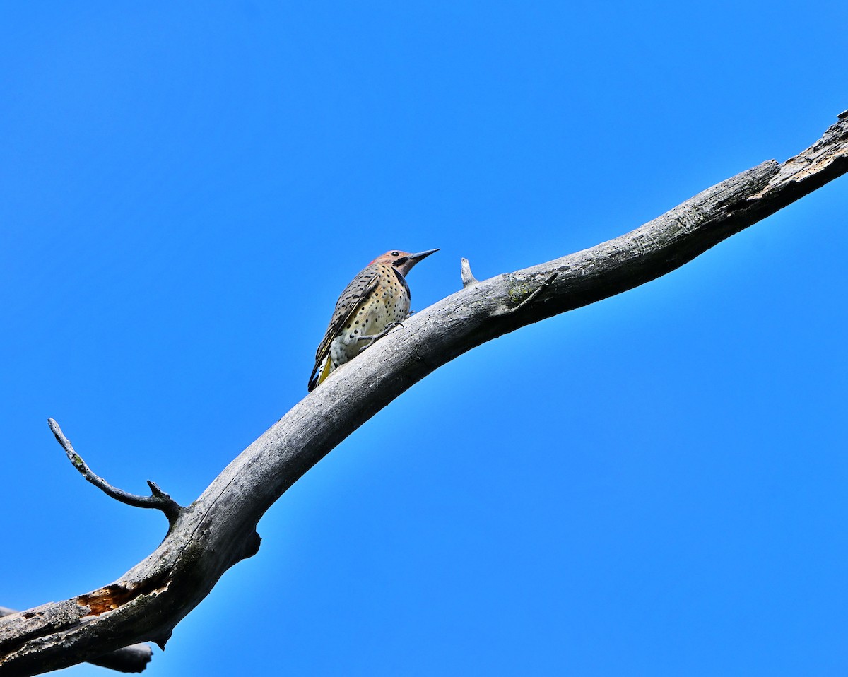Northern Flicker - ML642311094