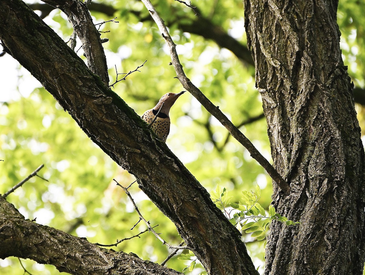 Northern Flicker - ML642311095