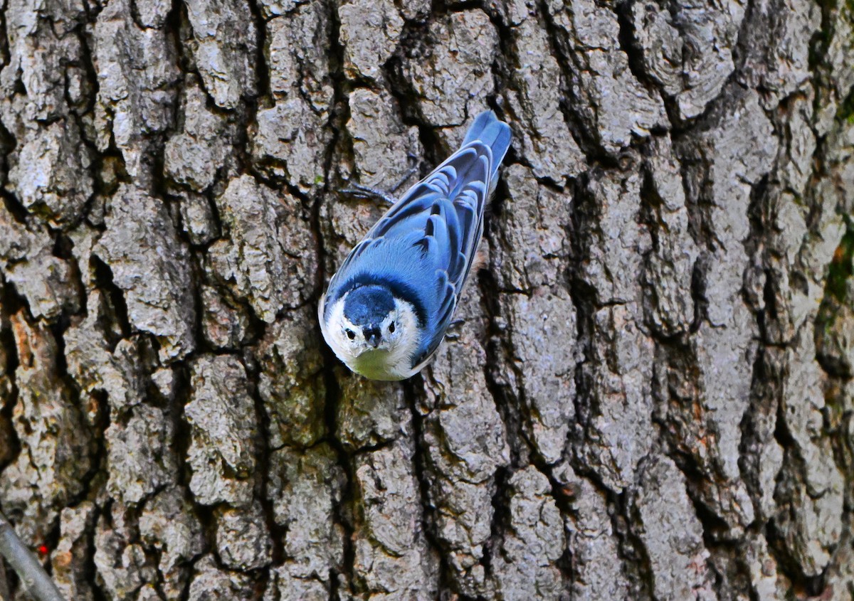 White-breasted Nuthatch - ML642311098