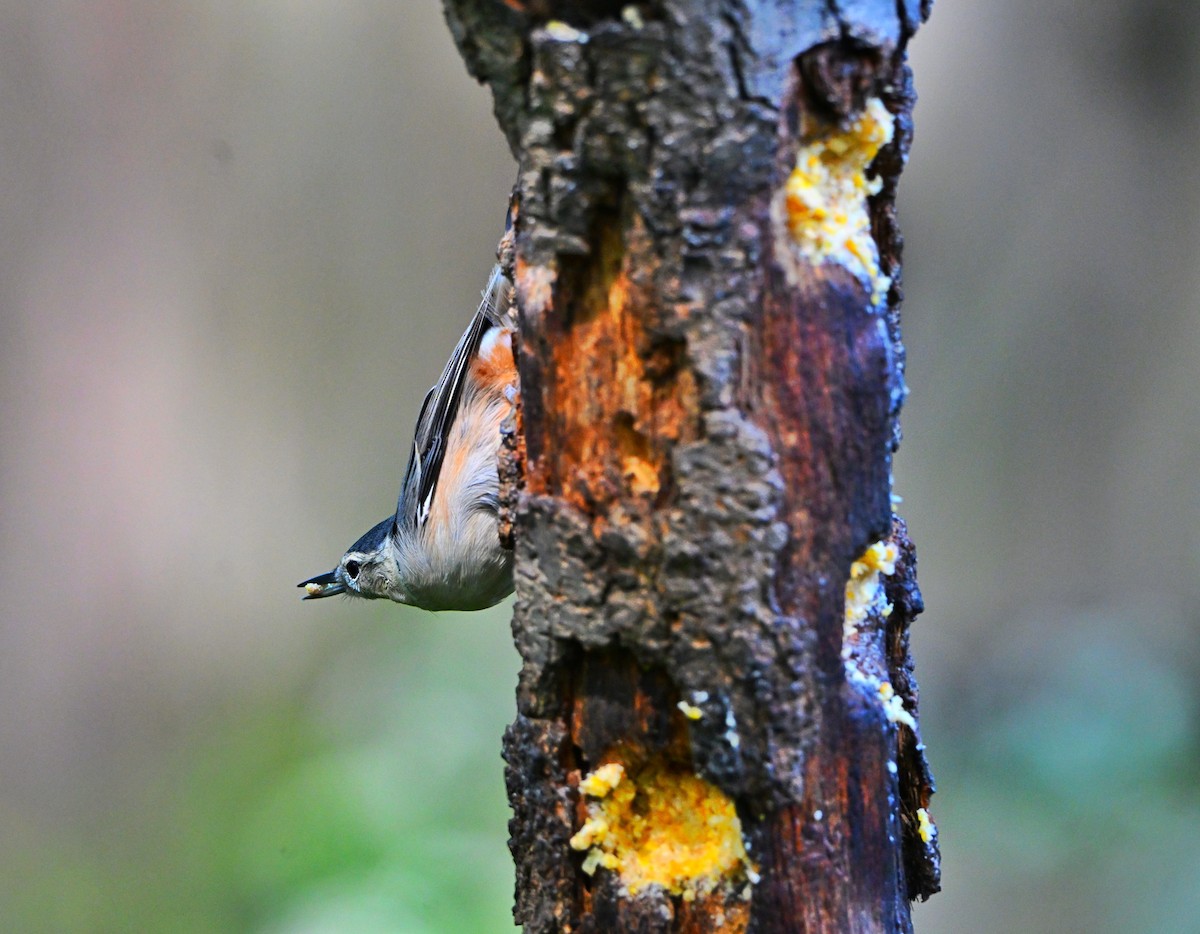 White-breasted Nuthatch - ML642311099