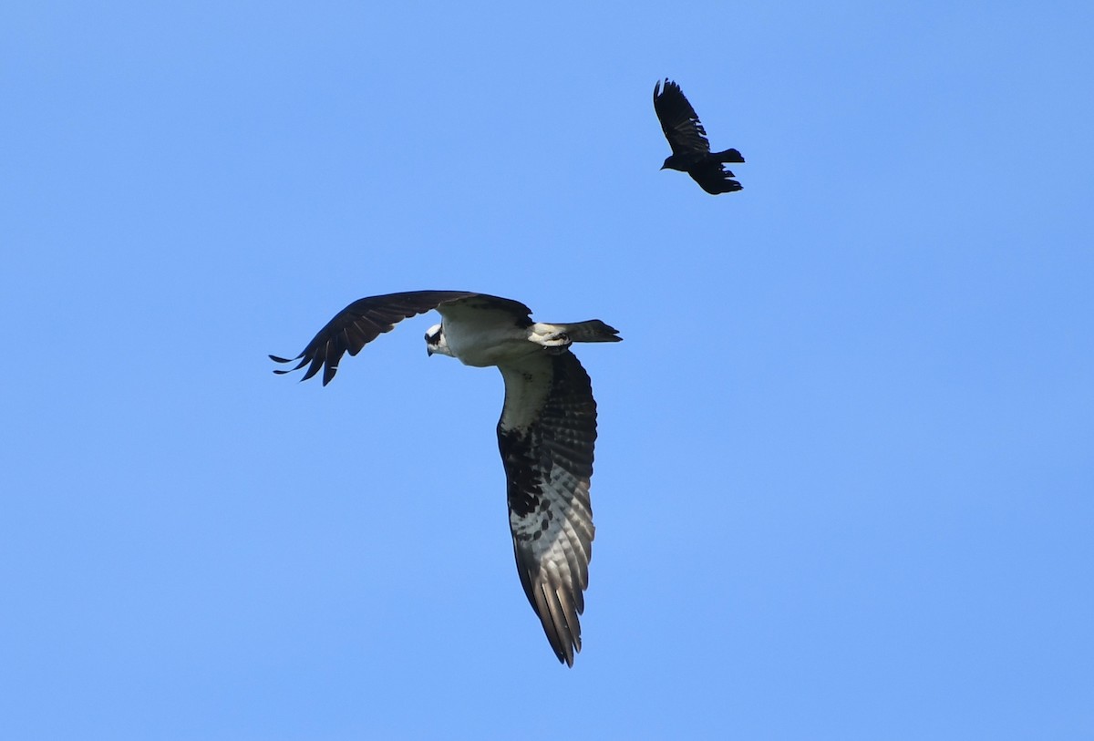 American Crow - ML642311100
