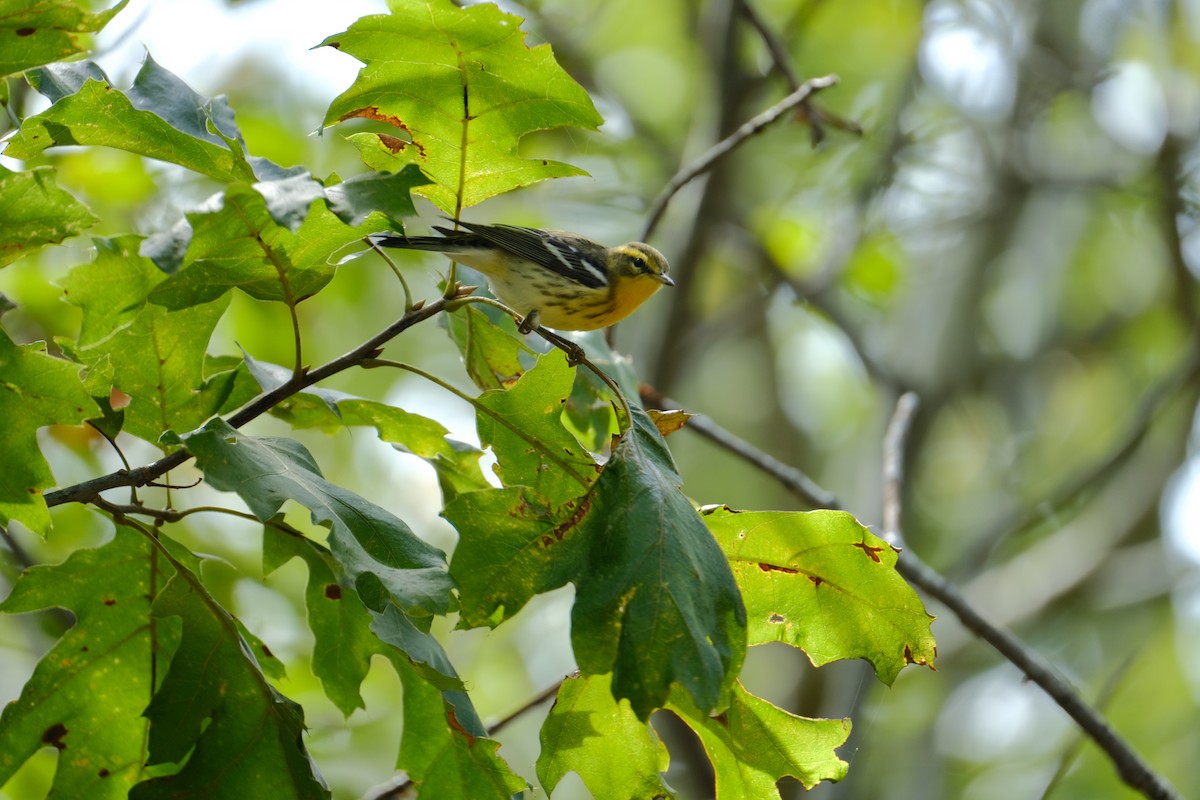 Blackburnian Warbler - ML642311101