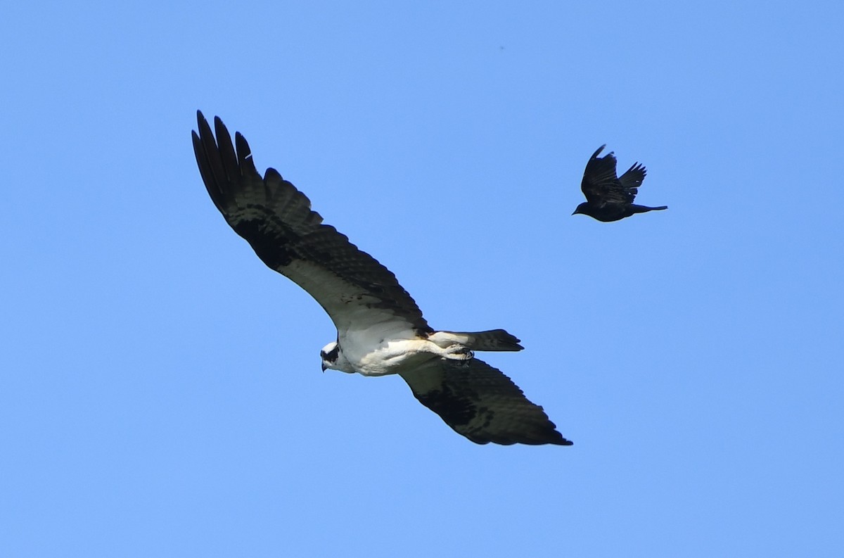 American Crow - ML642311102