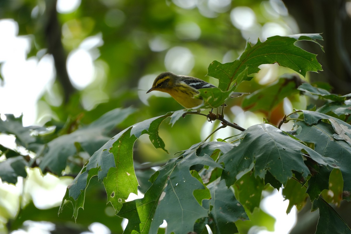 Blackburnian Warbler - ML642311103