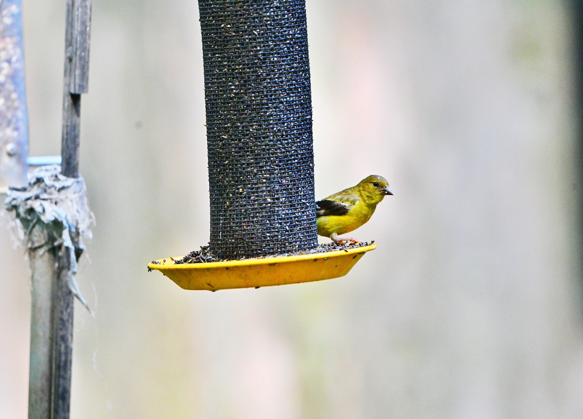 American Goldfinch - ML642311105