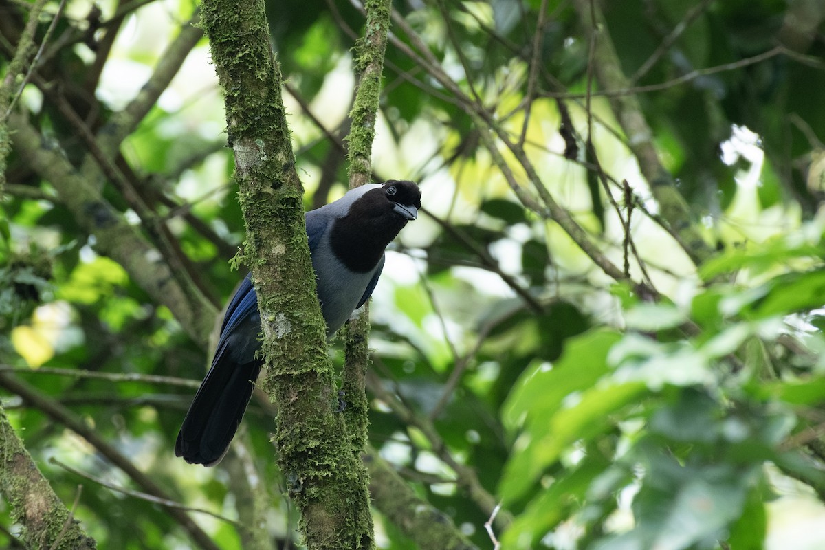 Violaceous Jay - ML642311118