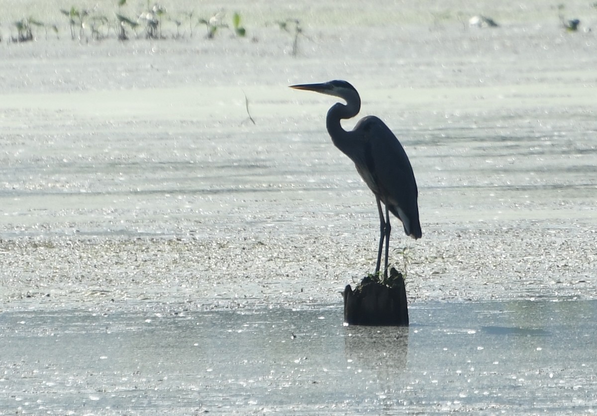 Great Blue Heron - ML642311121
