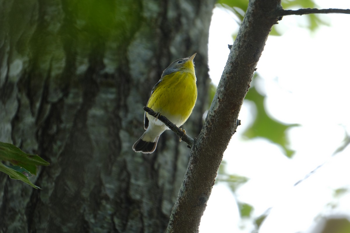 Magnolia Warbler - ML642311126