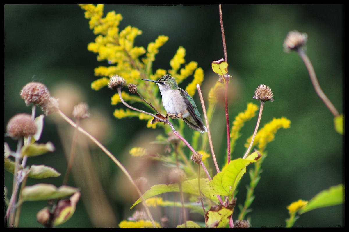 Ruby-throated Hummingbird - ML642311152