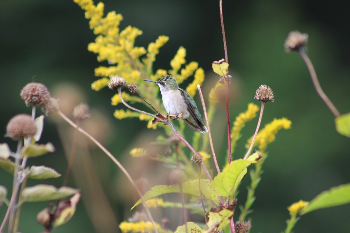 Ruby-throated Hummingbird - ML642311153