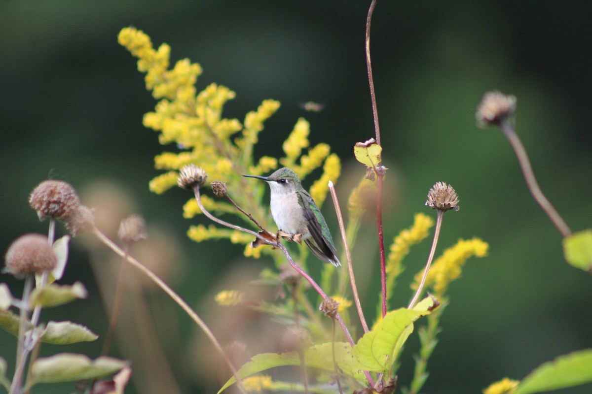 Ruby-throated Hummingbird - ML642311154