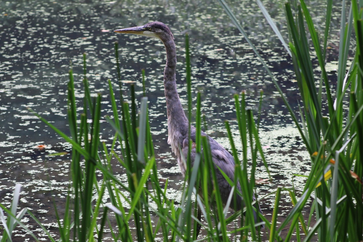 Great Blue Heron - ML642311166