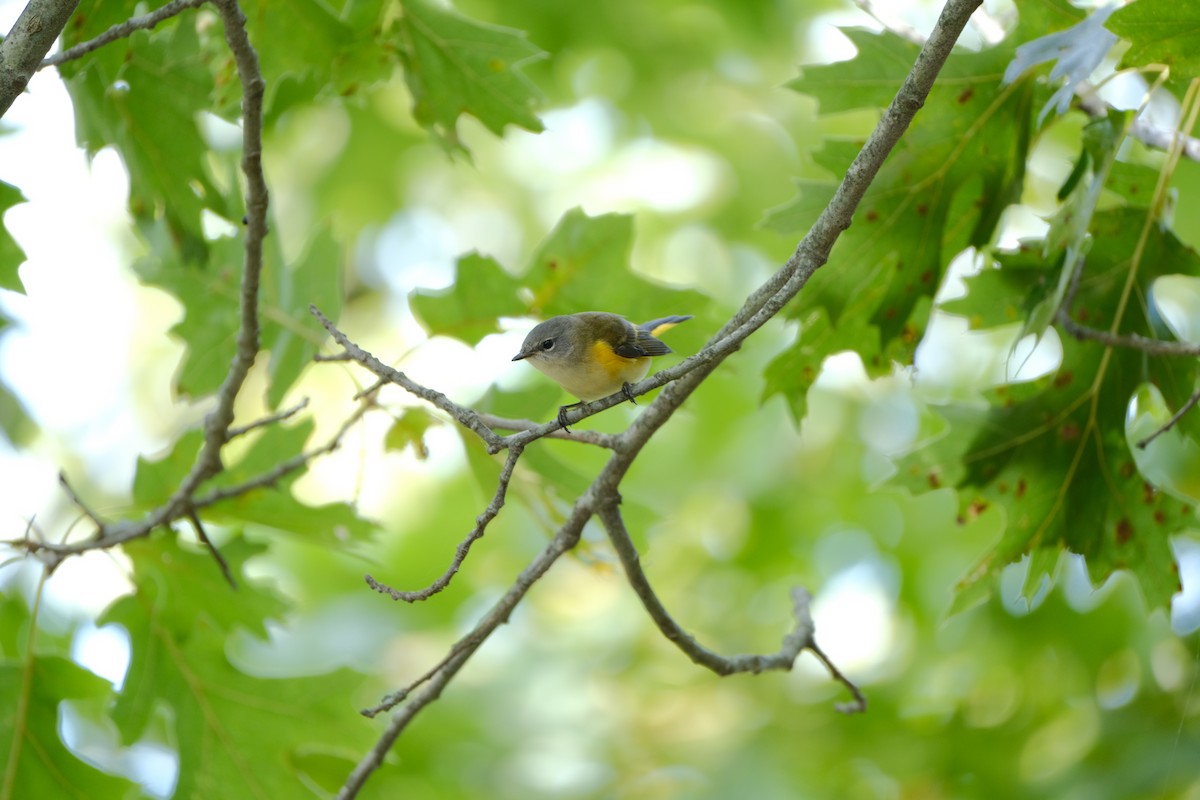 American Redstart - ML642311167