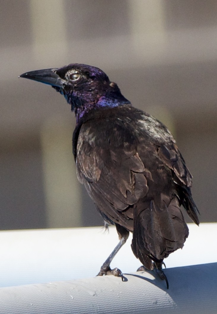 Common Grackle - ML642311169