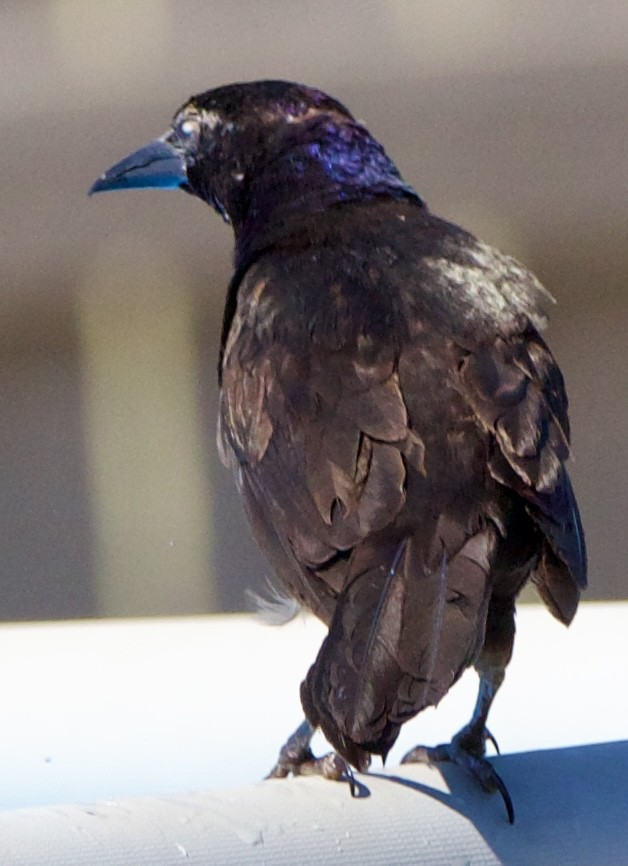 Common Grackle - ML642311170