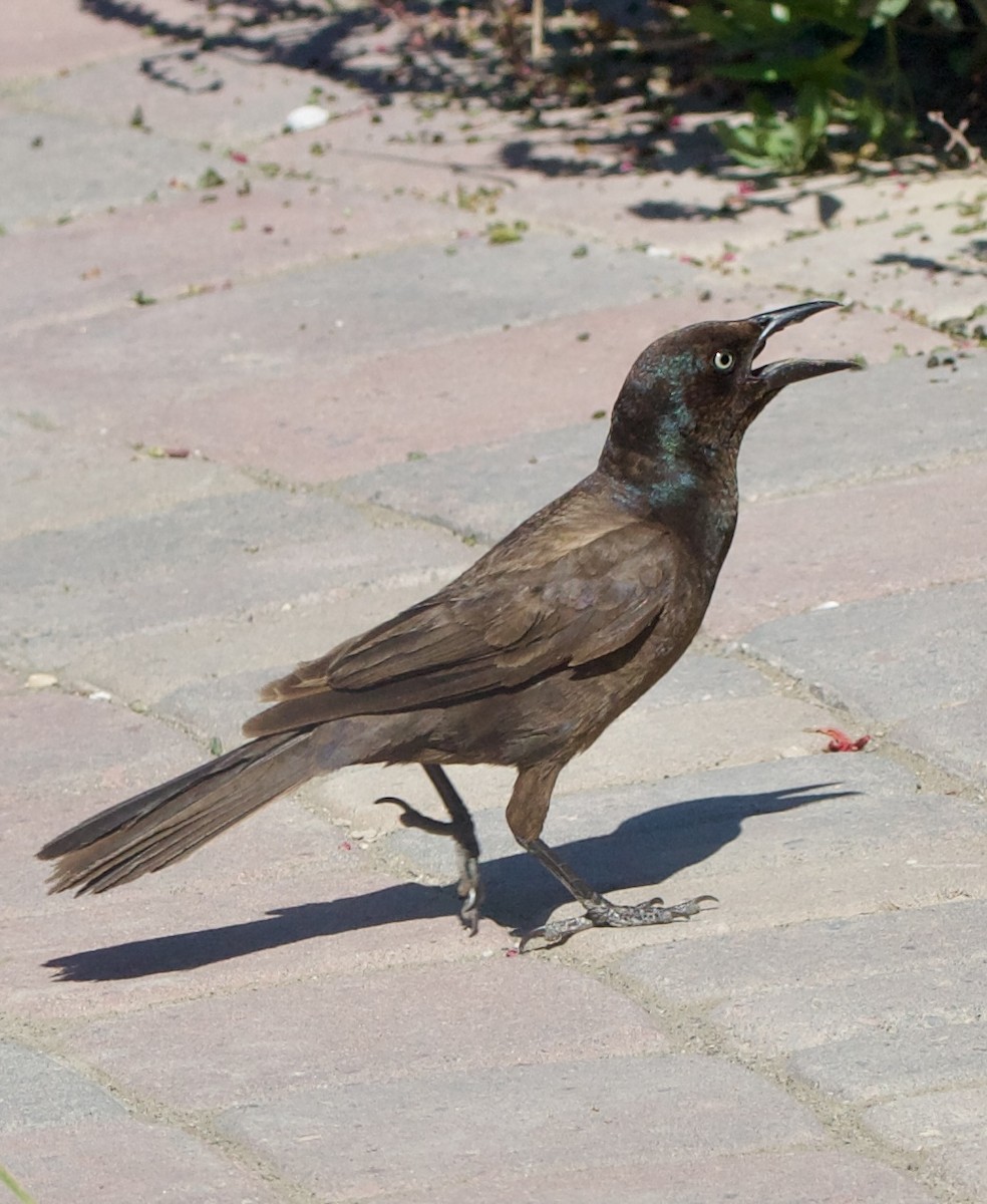 Common Grackle - ML642311171