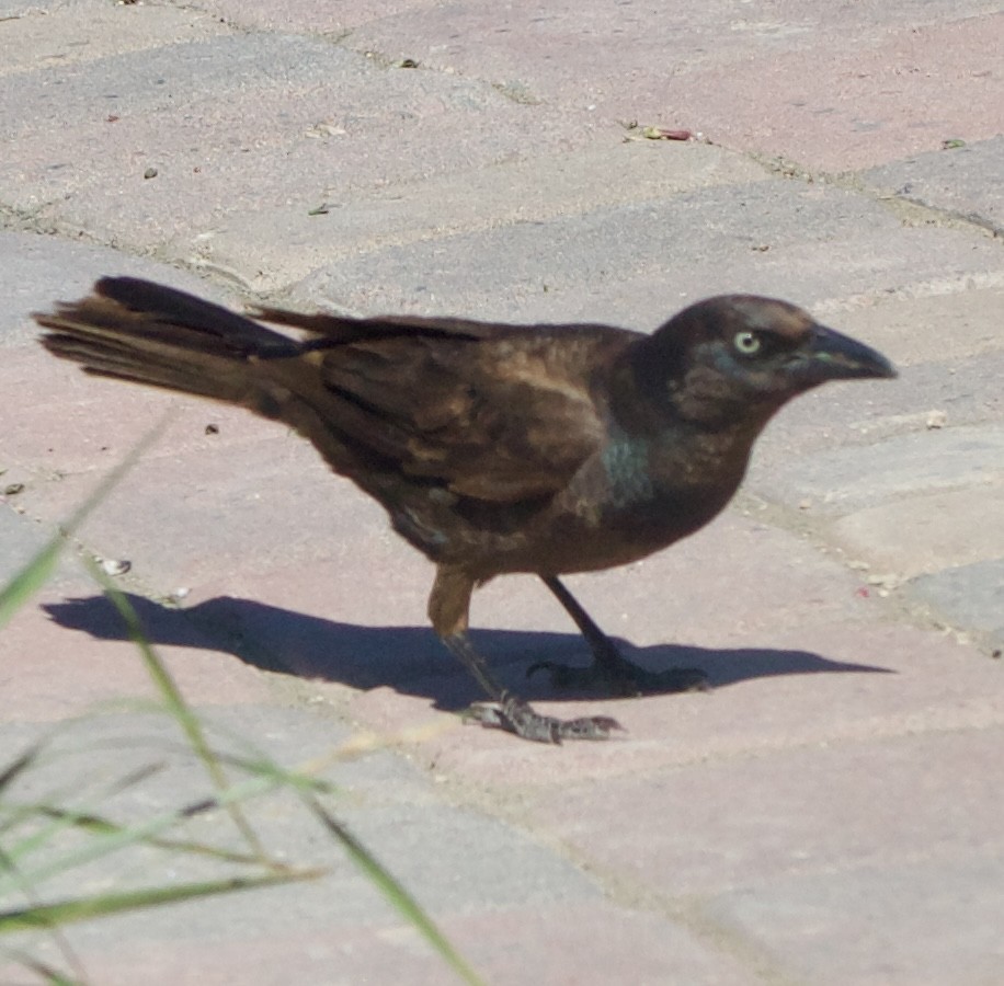 Common Grackle - ML642311172