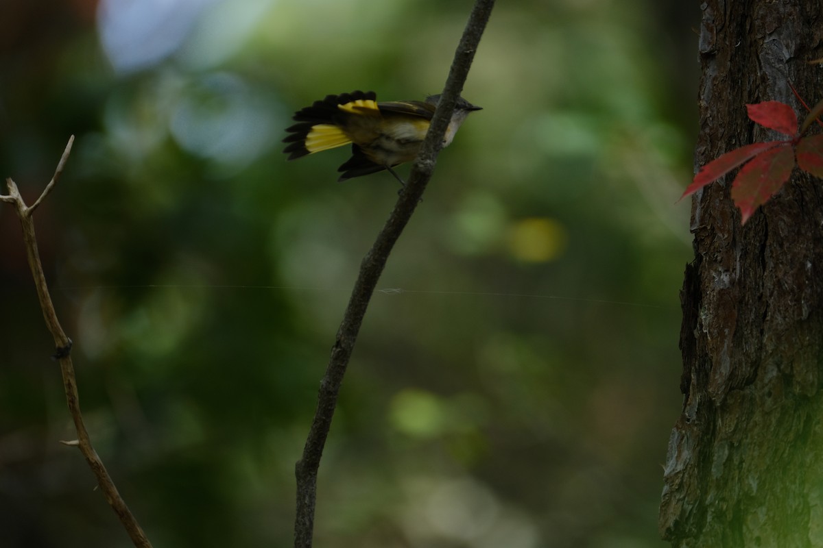 American Redstart - ML642311173