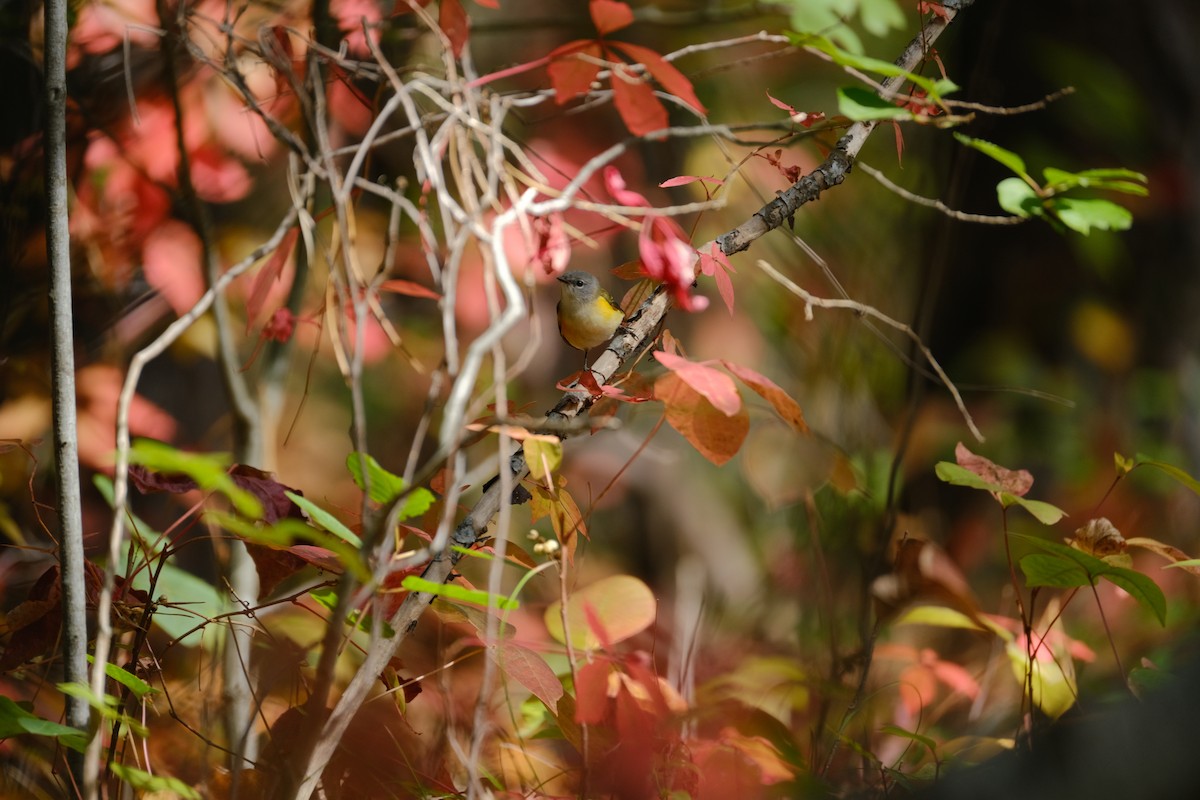American Redstart - ML642311174