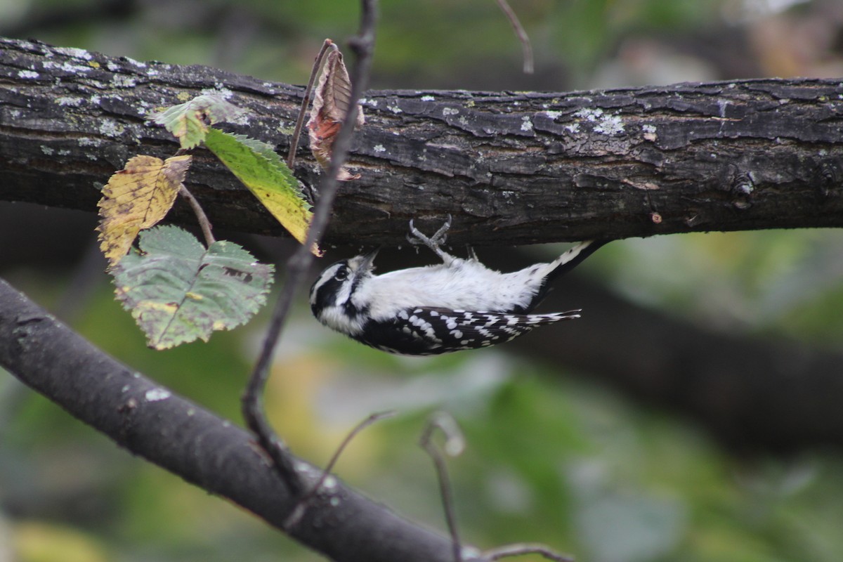 Downy Woodpecker - ML642311176