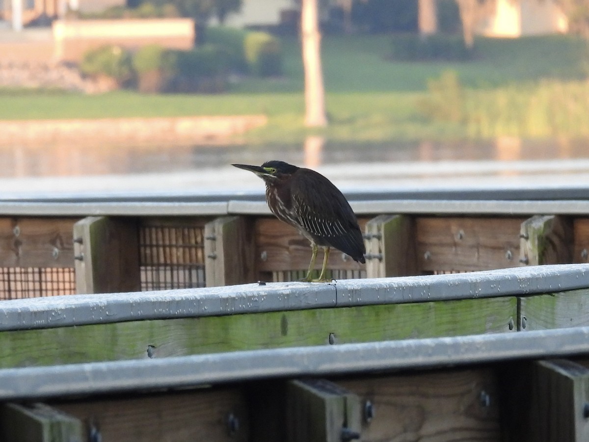 Green Heron - ML642311181
